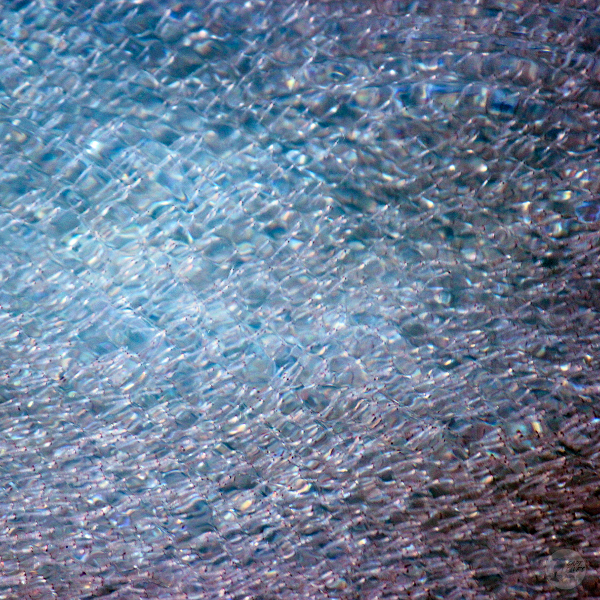 DolphinSafari's tweet photo. Krill are a keystone species, an important organism that helps define an entire #ecosystem. Without #krill, the #oceanecosystem would collapse. They may appear as thumb sized shrimplike creatures but they have a BIG impact. Let’s hear it for krill on #WorldKrillDay! #captdaves https://t.co/pJQAW00GSp