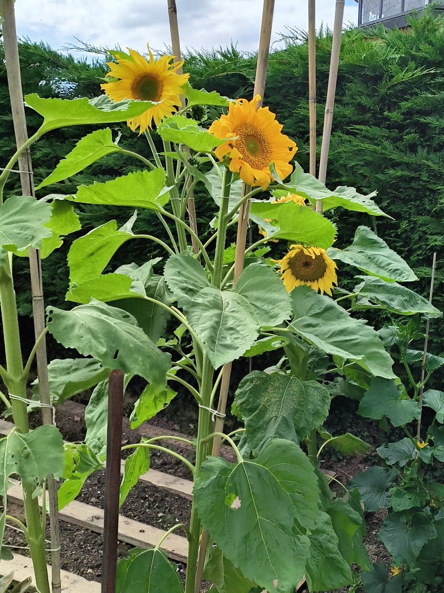 PhilippaFord1's tweet photo. Don't they just lift your spirits! @WeAHPs #AHPsActive bit of #greengym today! Enjoy the π while we have it! @natbeswetherick @sas1933 #fruitsofourlabours #slugwatch https://t.co/VsFTQmWL05