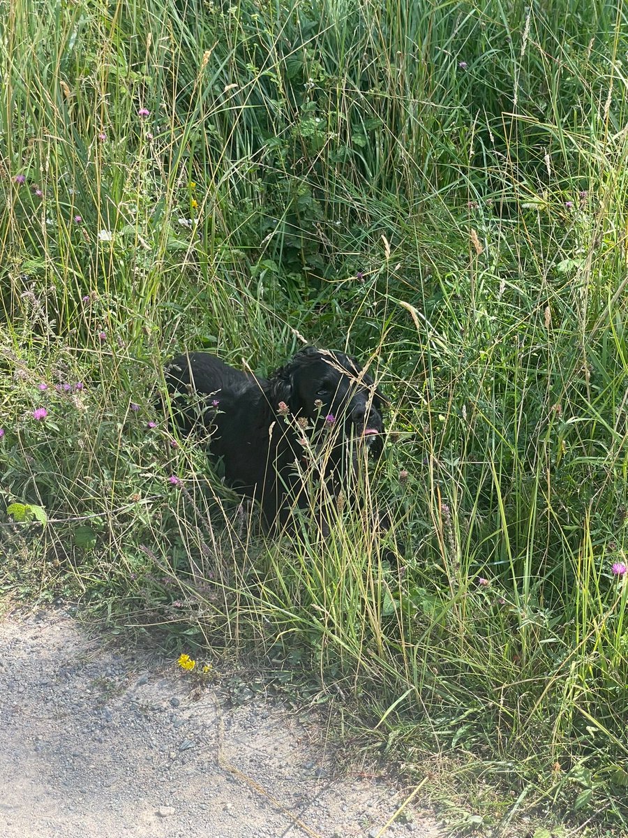 Carter_LikeDan's tweet photo. Can you help #snoopysaurus find me? #spotthespaniel #dogsoftwitter #DogsofTwittter #dogsofx https://t.co/Df1PukvXGY