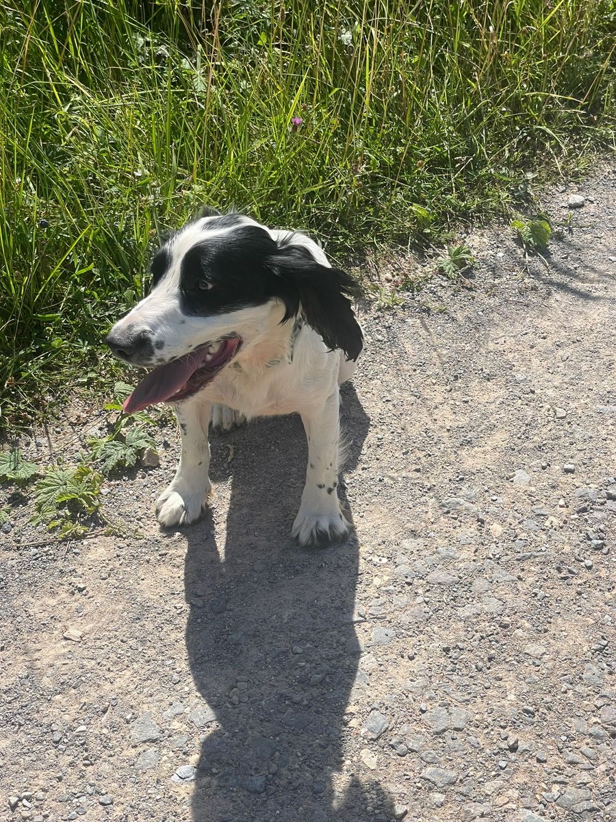 Carter_LikeDan's tweet photo. Can you help #snoopysaurus find me? #spotthespaniel #dogsoftwitter #DogsofTwittter #dogsofx https://t.co/Df1PukvXGY