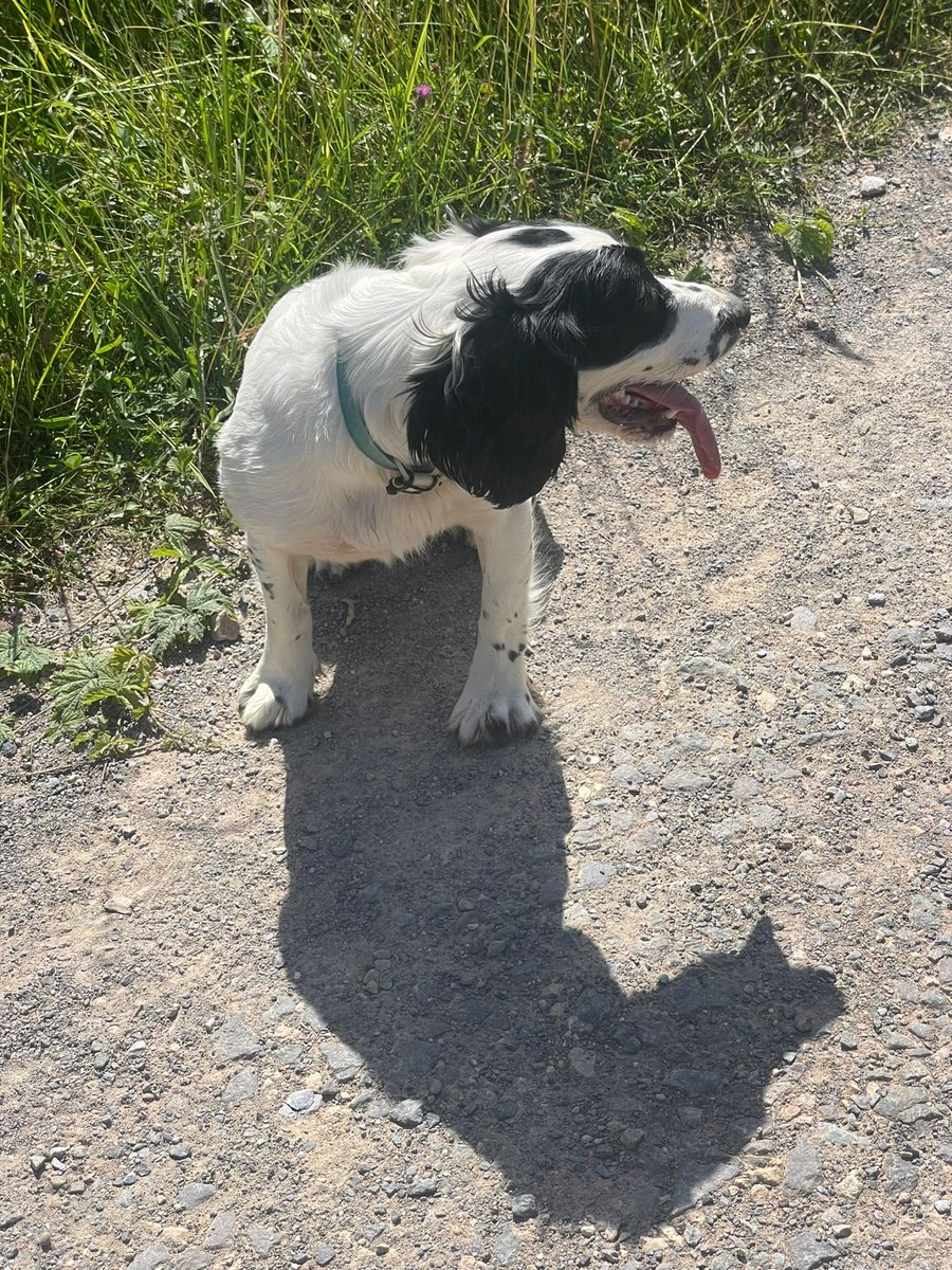 Carter_LikeDan's tweet photo. Can you help #snoopysaurus find me? #spotthespaniel #dogsoftwitter #DogsofTwittter #dogsofx https://t.co/Df1PukvXGY