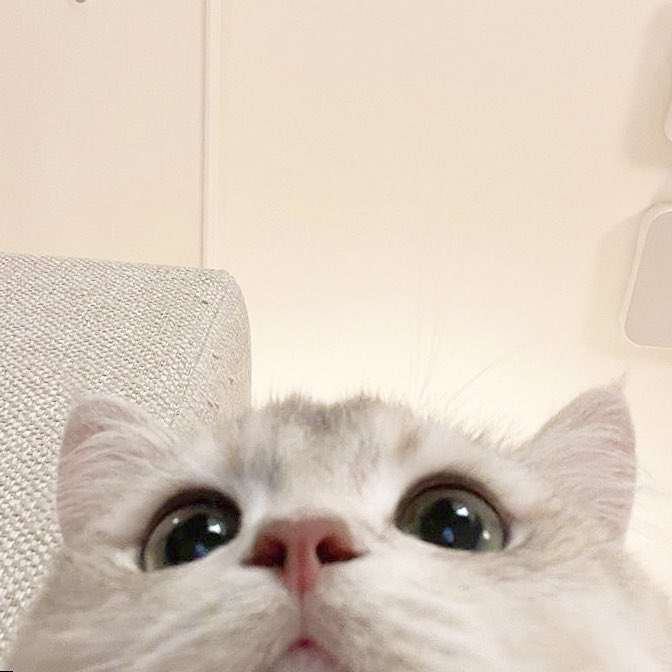 🐈👀