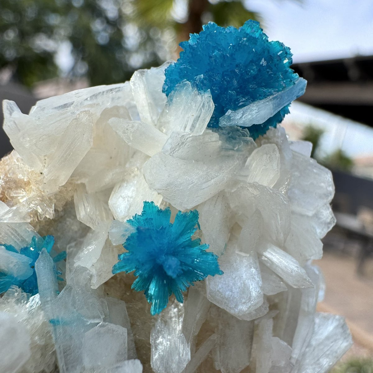 exoticcrystals's tweet photo. ๐Mesmerizing Cavansite on Stilbite from Wagholi Mine, Maharashtra, Indiaโ๏ธ #cavansite #stilbite #minerals #crystals #gems https://t.co/JaoYDa2FwJ