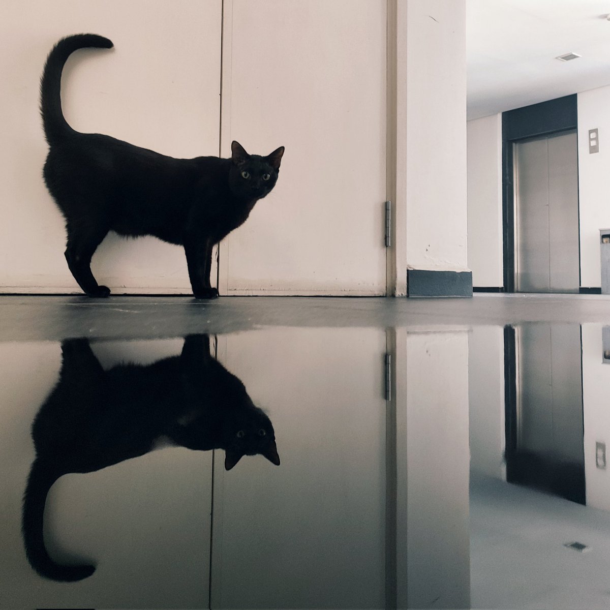 CatWidget's tweet photo. #ShadowCat https://t.co/LmfcfxojzH