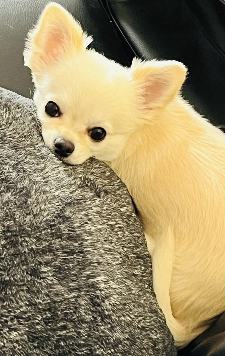 garnet_uk's tweet photo. ミルたん、無事4歳になりましたー！！
長生きしてね🙏👍✨✨ https://t.co/vI3Y0rBAbe