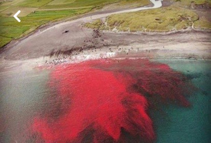 The cry of the whales screaming will always haunt me a reporter said that witnessed a grindadráp.
#StopTheGrind
#FaroeIslands