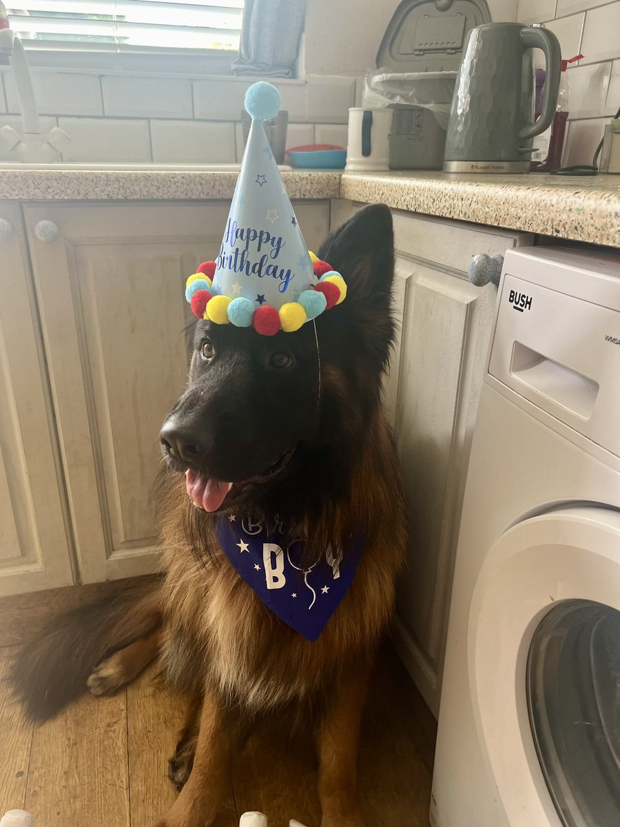 Happy Birthday to my best boy Loki! 2 years old ❤️🐾