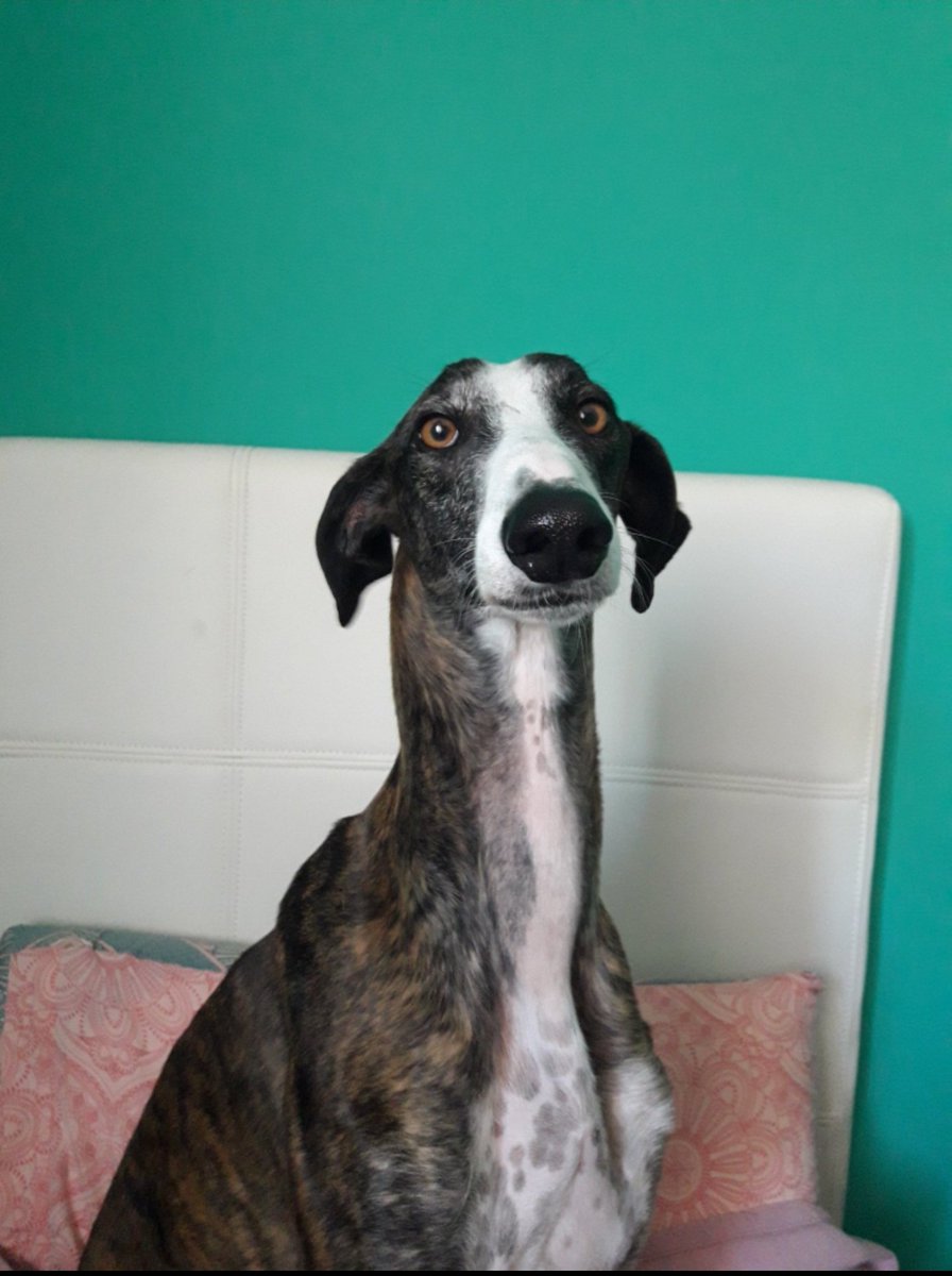 BurkManuela's tweet photo. Foto de hace unos años 
Xurco sigue necesitando ♥️
un HOGAR 
#Madrid ADOPTA https://t.co/8OgrK98wKI