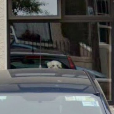 Animals of Street View (Ireland) tweet media