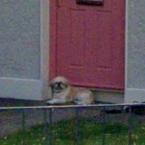 Animals of Street View (Ireland) tweet media