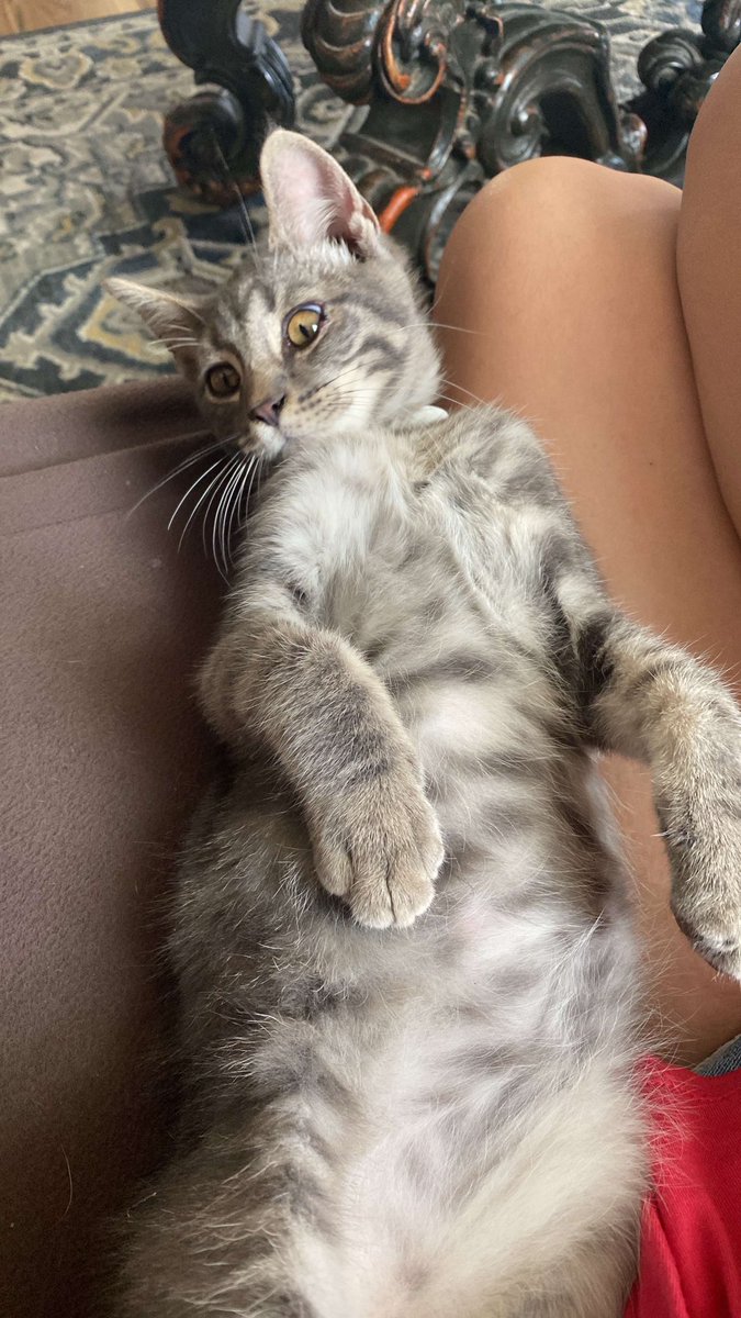 ditzy_bri's tweet photo. There is a new member to the ditzy clan :) paco :) https://t.co/bckbYEQTZh