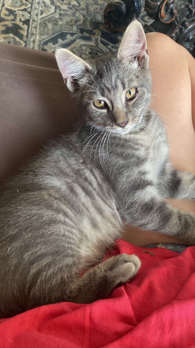 ditzy_bri's tweet photo. There is a new member to the ditzy clan :) paco :) https://t.co/bckbYEQTZh