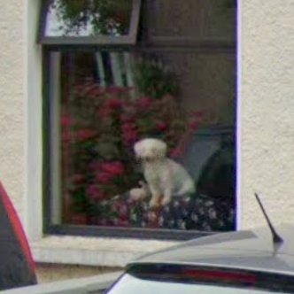 Animals of Street View (Ireland) tweet media