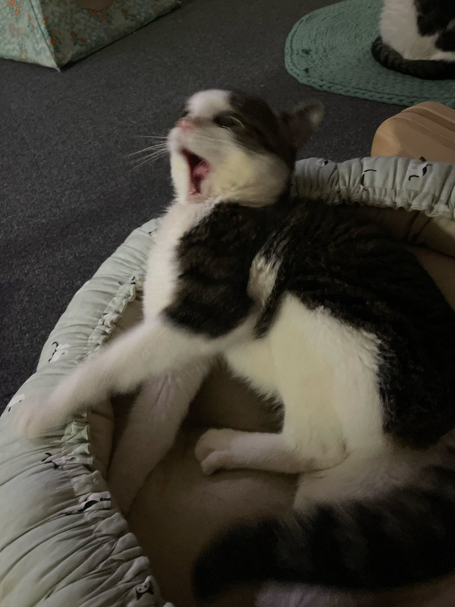 고양이의날이 1주일에 한 번이 아니라는 얘기를 들은 고양이