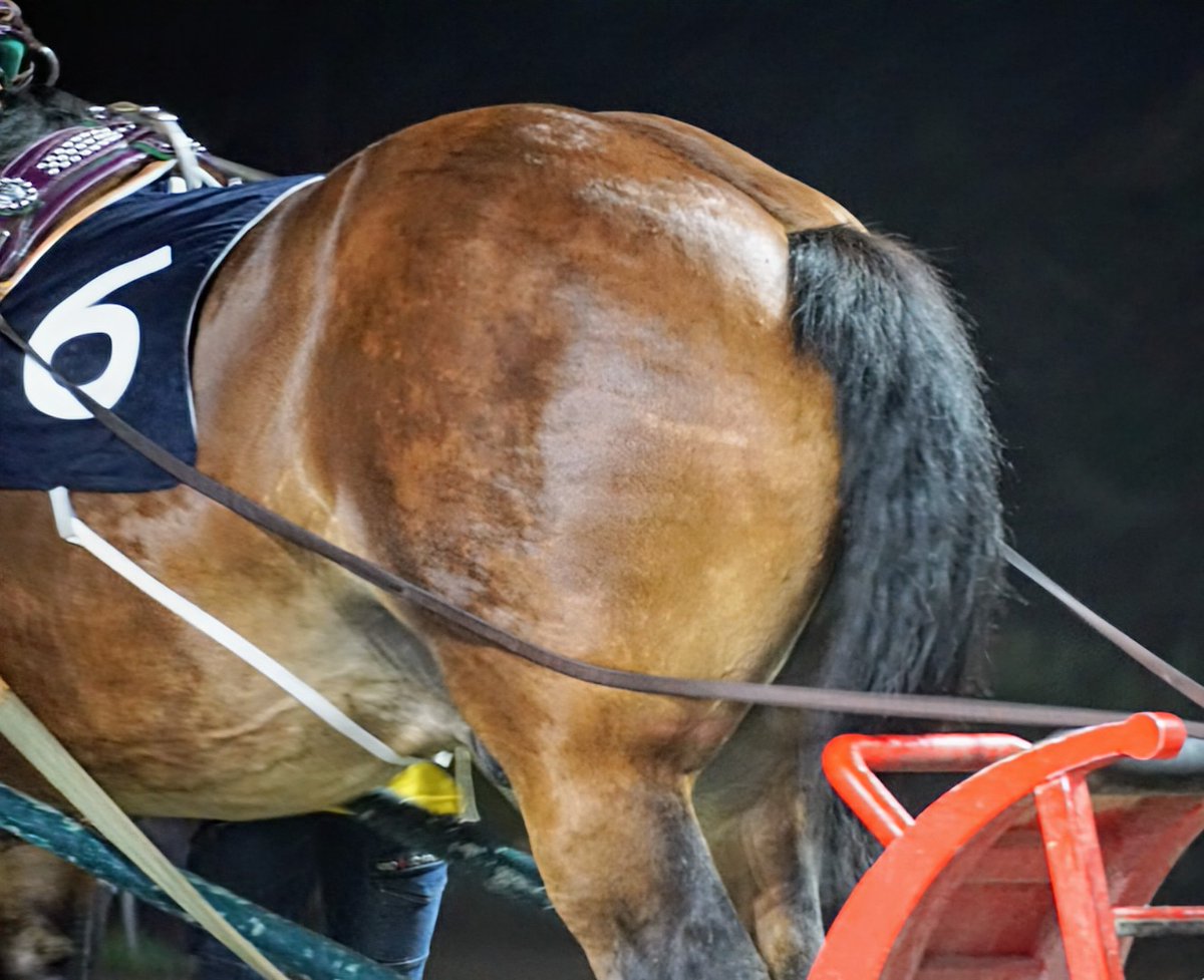 ばんえいグランプリ4連覇のおしり 立派 #ばんえい競馬 #メムロボブサップ