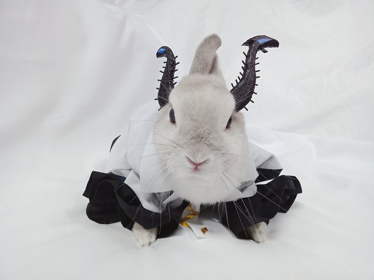 蘭萌皇🐰バイラン皇帝 tweet media