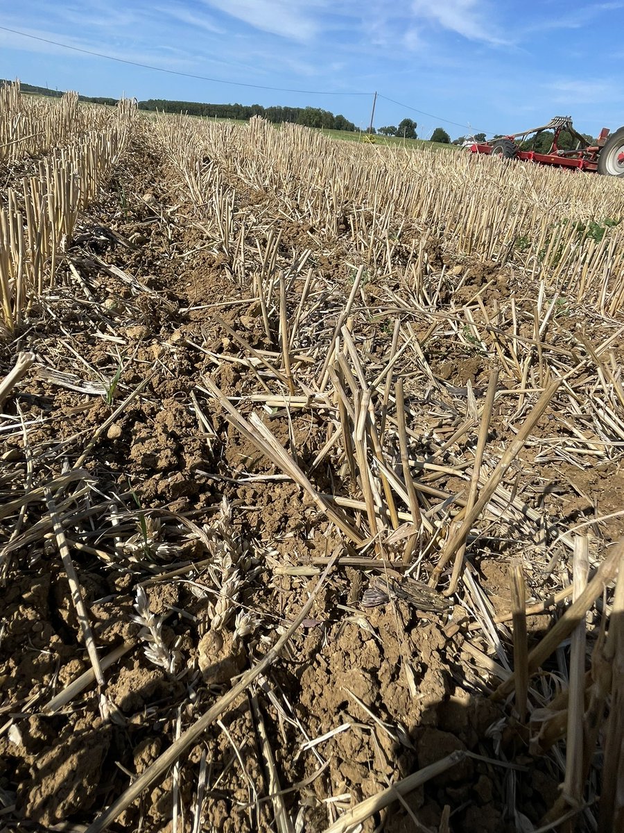 BenoitWatrin's tweet image. Après une moisson qui se termine enfin, semi des couverts végétaux et mise en place d’essais.
Au menu féverolles, vesces, phacelie, moutardes blanche et d’abyssinie☘️🌿🌱
#ACS