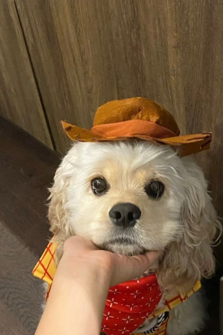 twaniimals's tweet photo. 🤠 https://t.co/v0IDougEzO