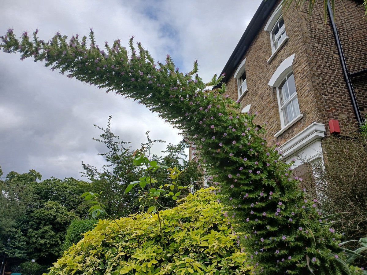 THEgARTener's tweet photo. #eXPLOSION@ Durand Gardens SW9 https://t.co/zyfqr3jjcG