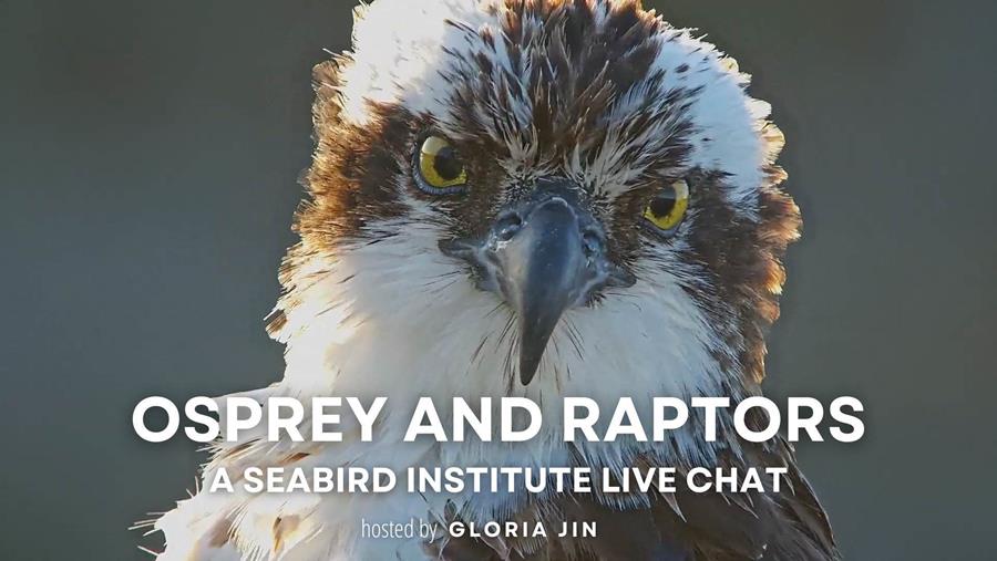 Hog Island Audubon tweet media