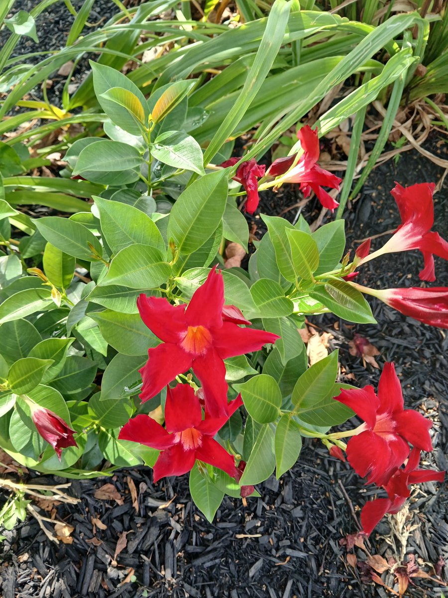 MaraJadeSkywalk's tweet image. #FourPoints #Sheraton #Wakefield #Boston #Massachusetts