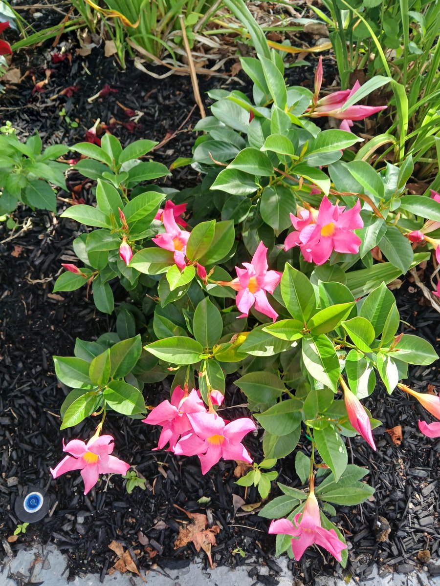 MaraJadeSkywalk's tweet image. #FourPoints #Sheraton #Wakefield #Boston #Massachusetts