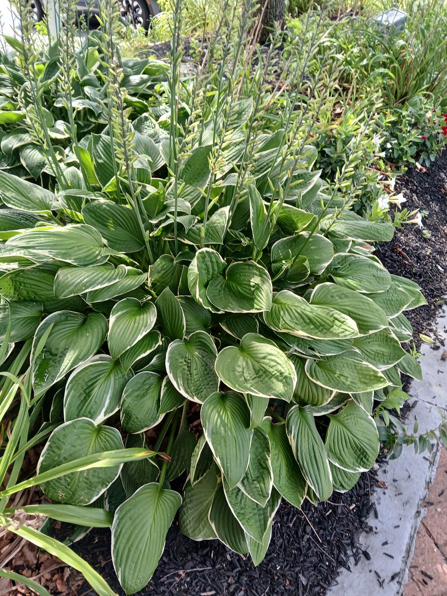 MaraJadeSkywalk's tweet image. #FourPoints #Sheraton #Wakefield #Boston #Massachusetts