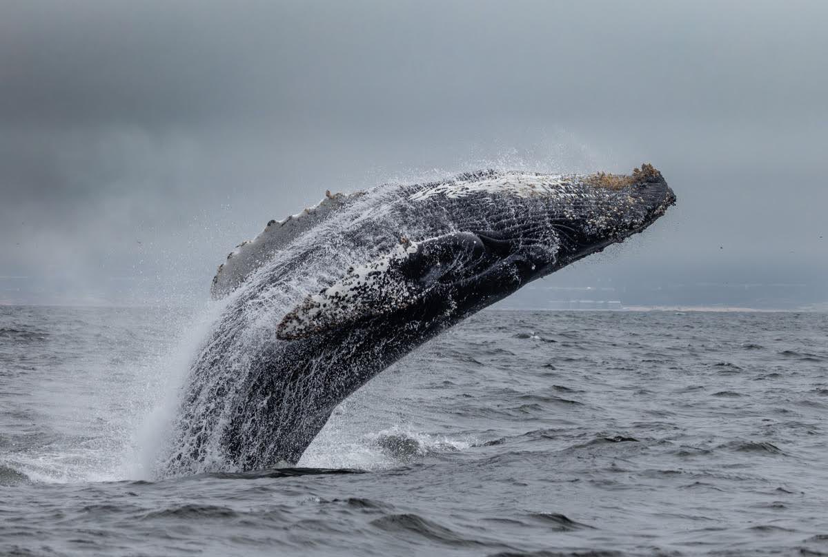 MBayWhaleWatch's tweet photo. Endless humpbacks whales in the bay right now, GET ON A BOAT WITH US! #monterey #gowhales https://t.co/t4J84Dc4h7