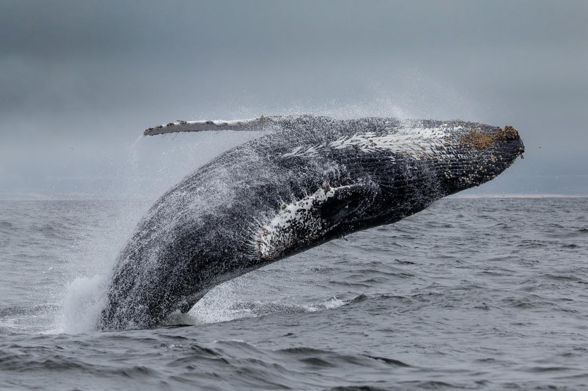 MBayWhaleWatch's tweet photo. Endless humpbacks whales in the bay right now, GET ON A BOAT WITH US! #monterey #gowhales https://t.co/t4J84Dc4h7