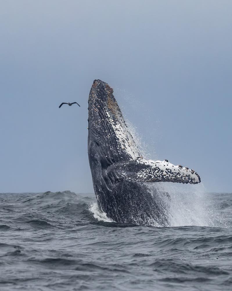 MBayWhaleWatch's tweet photo. Endless humpbacks whales in the bay right now, GET ON A BOAT WITH US! #monterey #gowhales https://t.co/t4J84Dc4h7