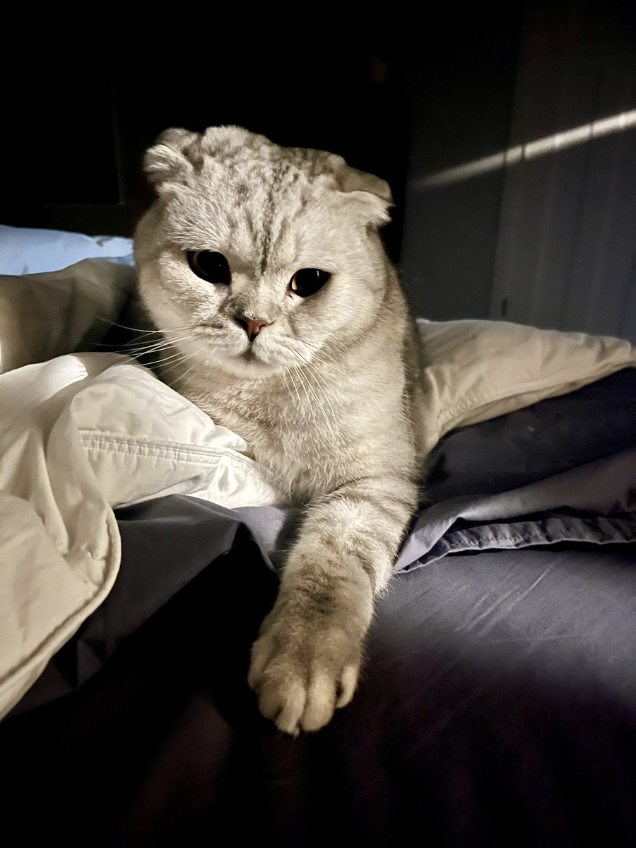 Matthew Fenton tweet media