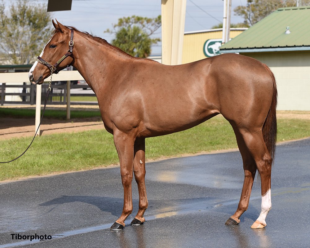 TopLineTBs's tweet photo. Her name fits her “Liam in the Dust” did just that first time out @EllisParkRacing for @BrissetRodolphe @luissaezpty Storyteller Racing! @OBSSales March sales grad #pinhook by Liam’s Map @LanesEndFarms. Congratulations to all her connections! @gladwell_3 @GradeOneInvest @afleetequine