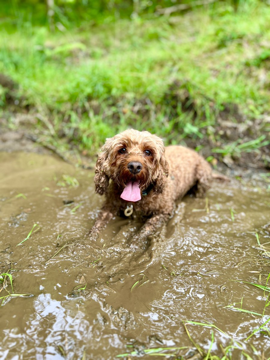 DanLoveBug's tweet photo. Muddy Sunday dog walks 🐾 https://t.co/Dzx3xm9dCt