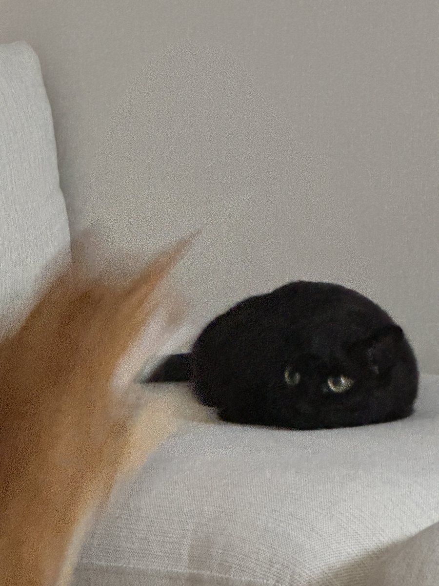 나 넘 귀여운 모먼트를 찍음