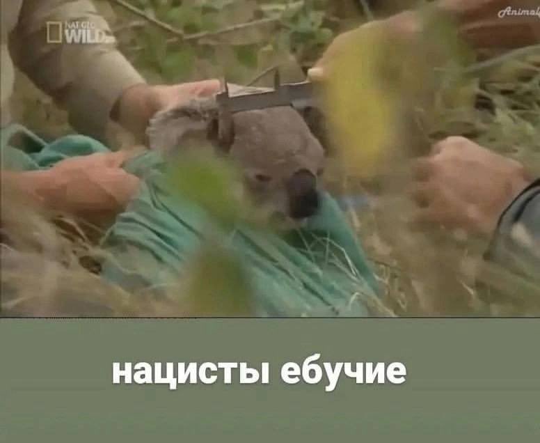 Dr_Alice_Woods's tweet photo. расскажите о себе  - используя 4 мема из сохраненок. https://t.co/zlzBfTxIOP