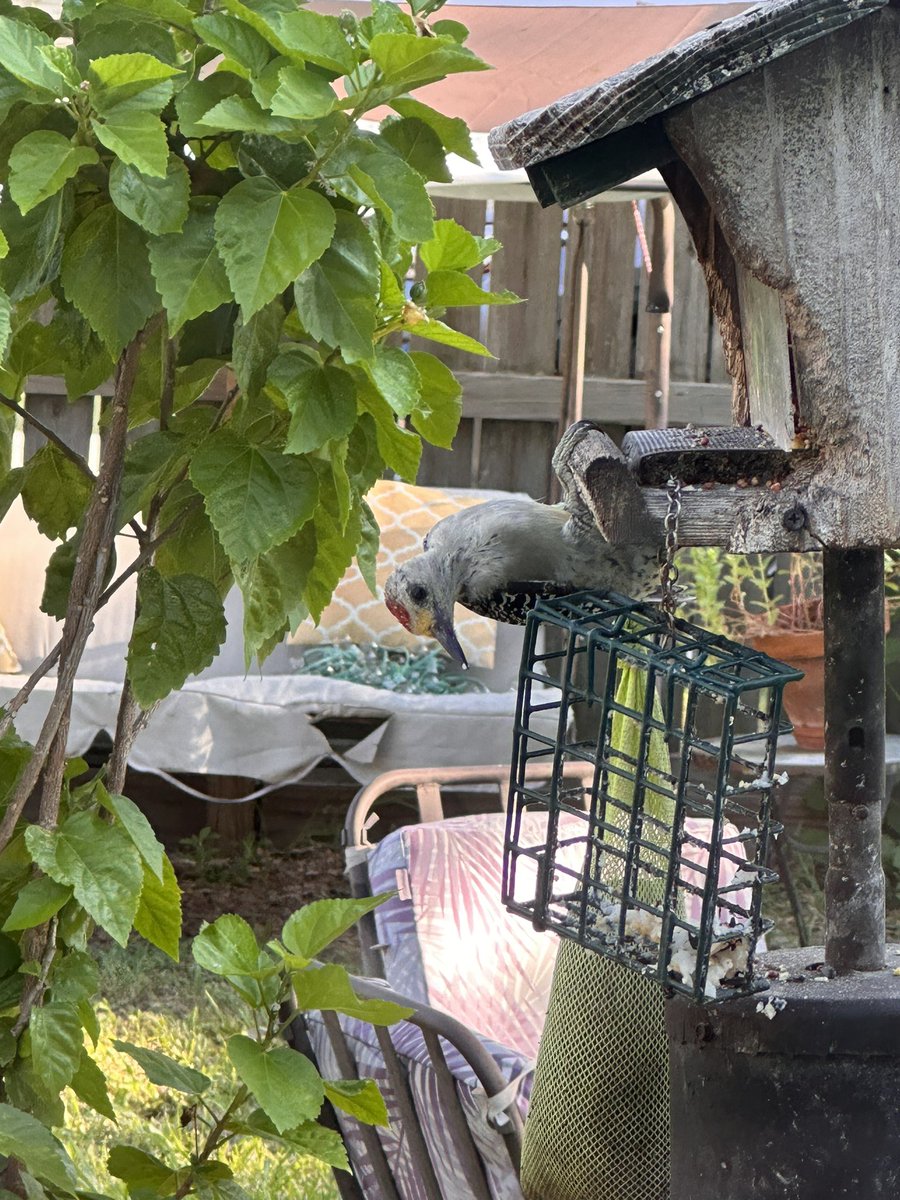 tmwinsett's tweet photo. Morning #hummingbird & woodpecker visits
#KitchenWindowView
#Birds https://t.co/gejiqjuiZs