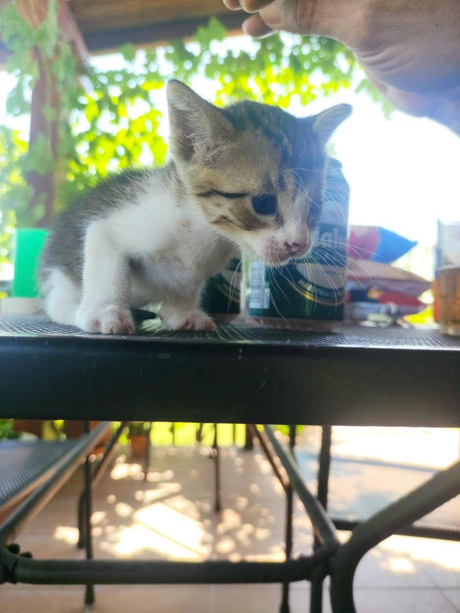 RocioDob's tweet photo. Este peque y su hermano buscan familia a partir de septiembre. Están en Cáceres, pero podríamos llevarlos a Sevilla. Aún no vemos bien si son macho o hembra. ¿Una ayuda para encontrarles un hogar? https://t.co/CLkaT9Fu23
