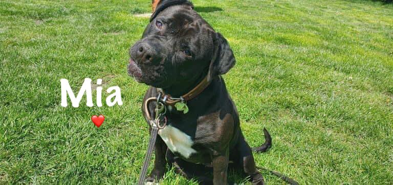 DorisBanhamDogs's tweet photo. https://t.co/7rZpvQZYiq