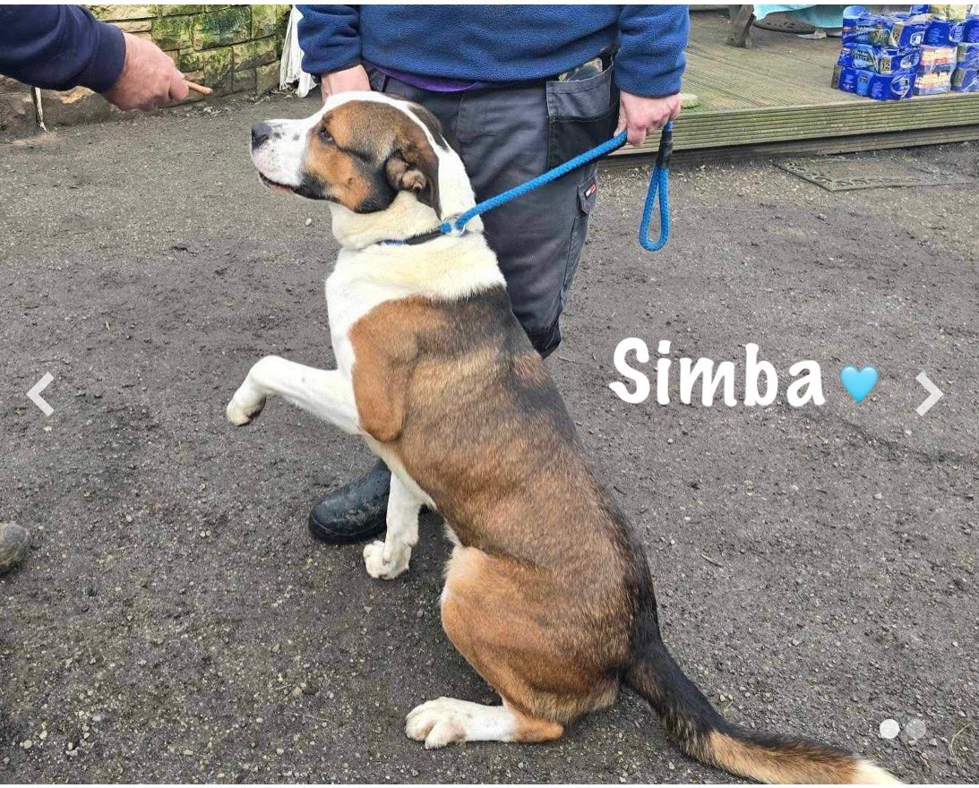 DorisBanhamDogs's tweet photo. https://t.co/7rZpvQZYiq