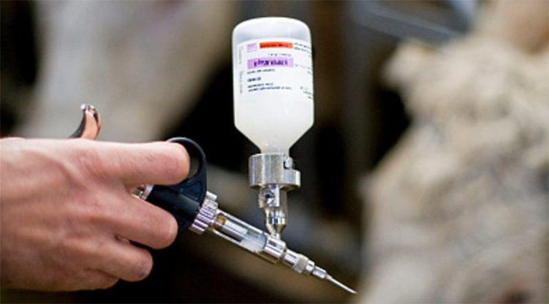 Febre da língua azul: Doença mortal é confirmada em rebanho europeu ow.ly/Q4We50SUKFg via <a href="/comprerural/">Compre Rural 🌱</a>