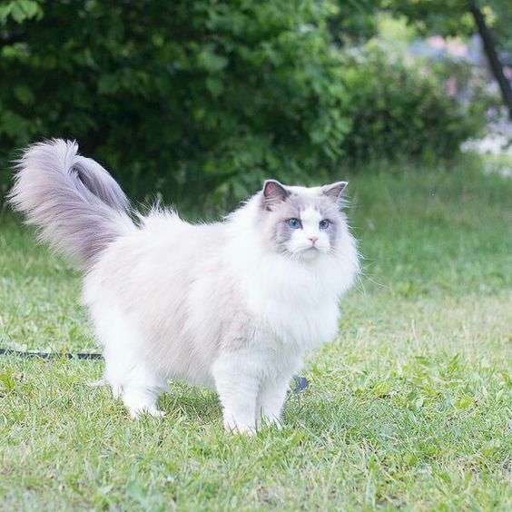 LovelyCat_Store's tweet photo. A white cat with soft fur sits gracefully by the window, its bright blue eyes gazing curiously at the world outside.
#cutecat #catsofinstagram #cat #catlover #catstagram #catoftheday #catlife #catholic #catnoir #cathouse #catradora #kitty #kittygram #cutecatvideos #cutecatdiys https://t.co/plIcJjOwgQ
