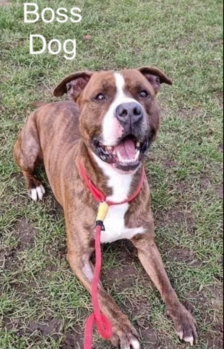 DorisBanhamDogs's tweet photo. https://t.co/RCNta1byow