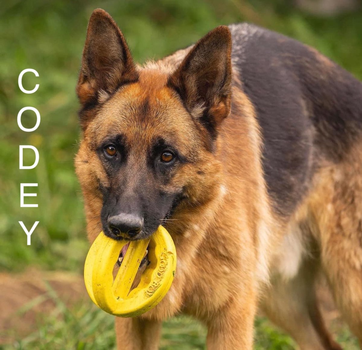 DorisBanhamDogs's tweet photo. https://t.co/RCNta1byow
