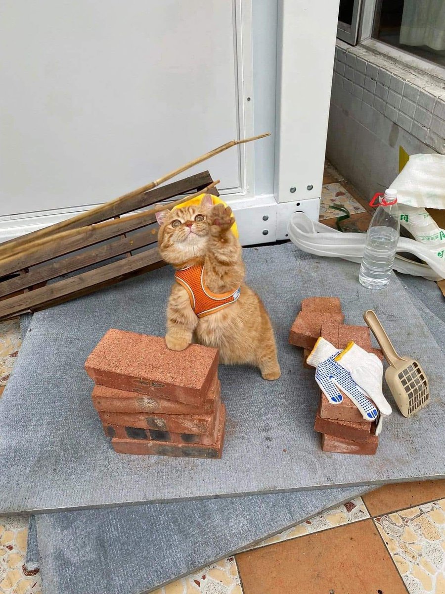 CatWorkers's tweet photo. He’s building a house. https://t.co/rBR8doUwfF
