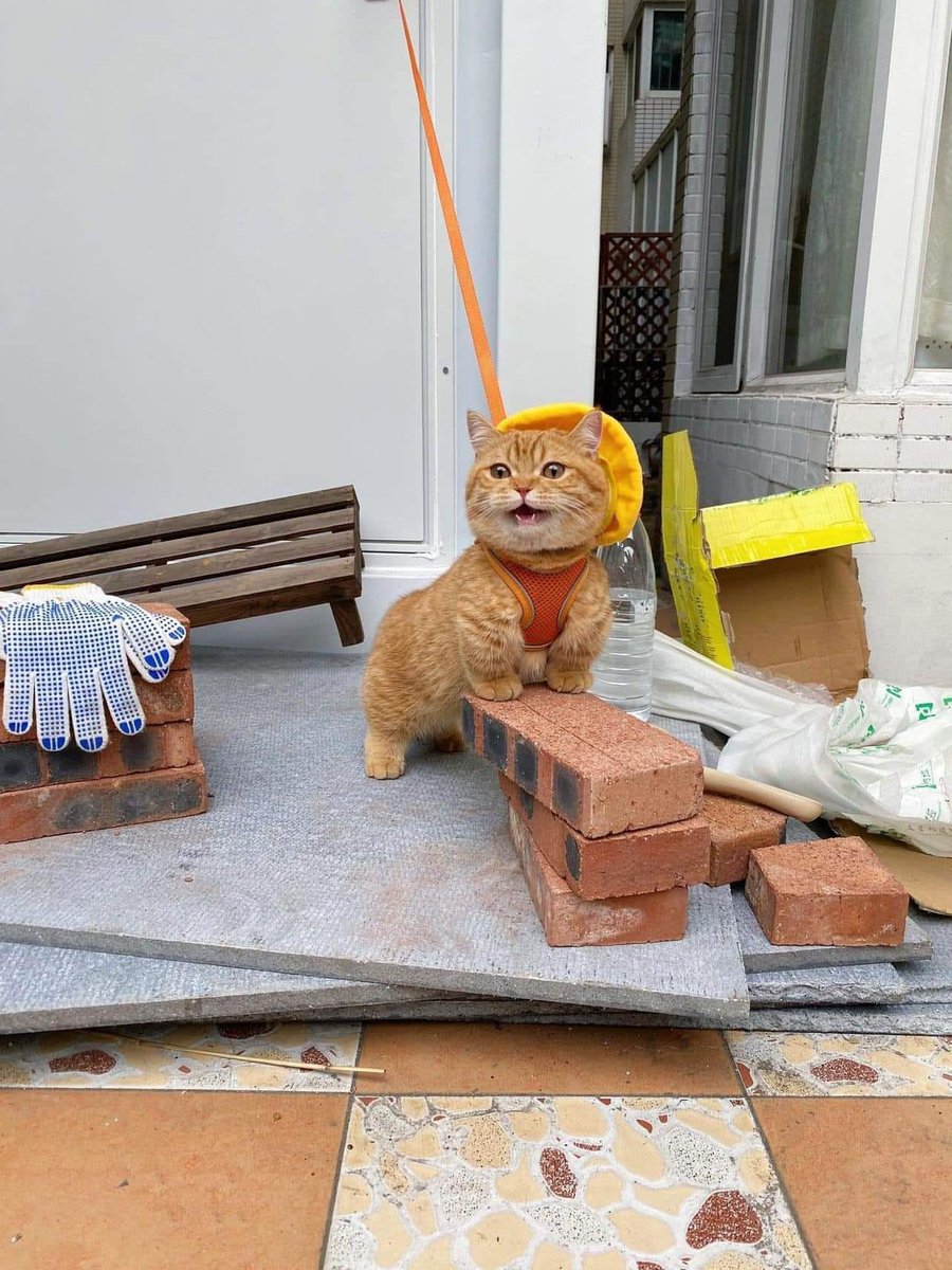 CatWorkers's tweet photo. He’s building a house. https://t.co/rBR8doUwfF