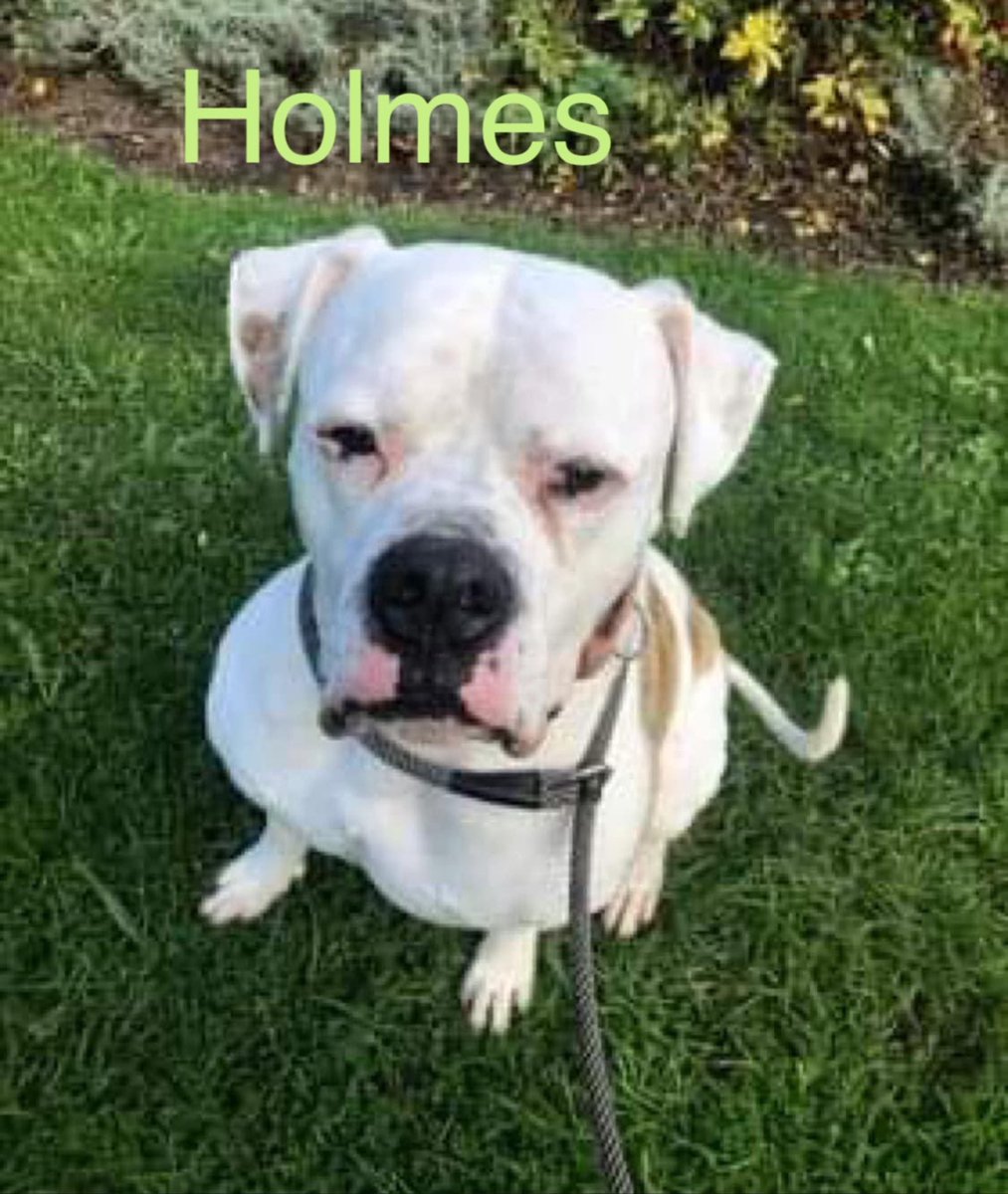 DorisBanhamDogs's tweet photo. https://t.co/PAad64pALs