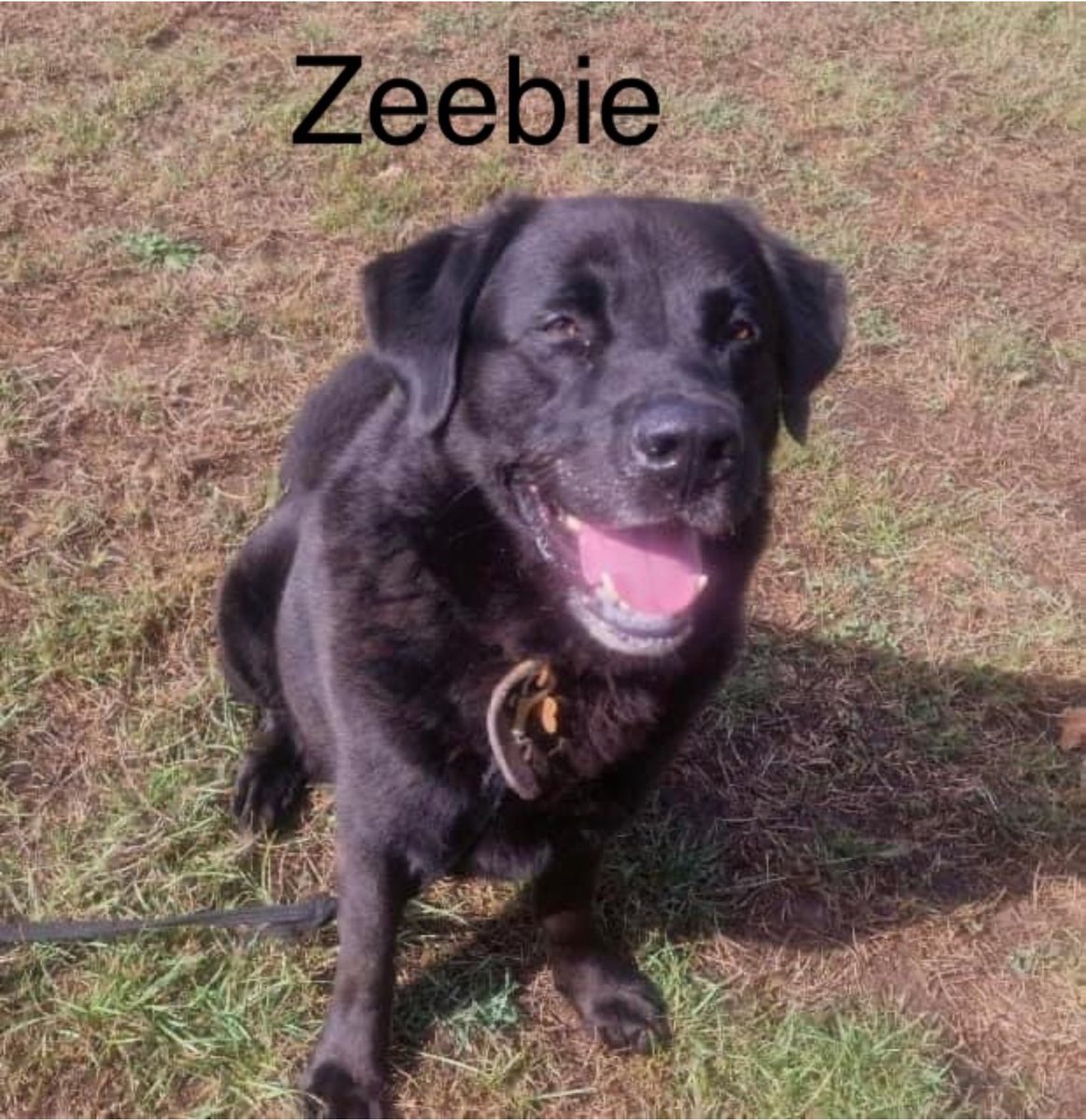 DorisBanhamDogs's tweet photo. https://t.co/PAad64pALs
