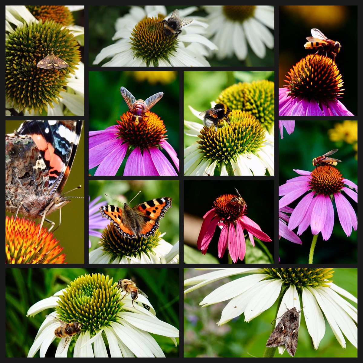 adriana57's tweet photo. Ze zijn zo mooi de #zonnehoedjes, ook de insecten houden er van, vanmiddag zat er zelfs een #stadsreus op.#tuintweet #augustusbloeiers 
Fijne avond👋🐝🦋🙋🏻‍♀️ https://t.co/0xB3QO7VXa