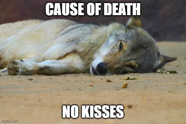 Some Kind of Wolf tweet media