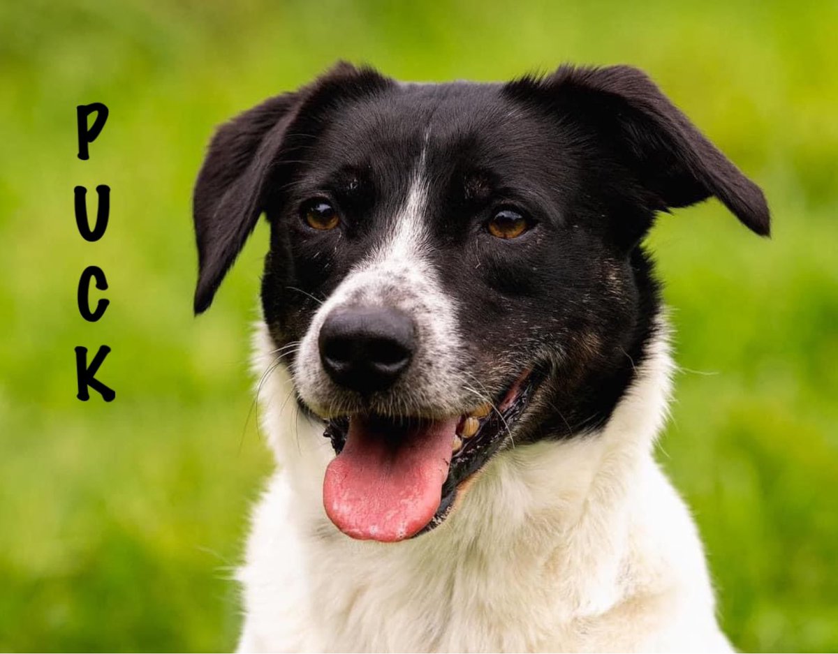 DorisBanhamDogs's tweet photo. https://t.co/iZST4RDJ36